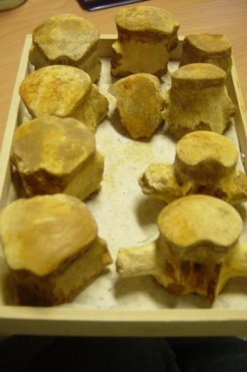 10577270161182308933dsc03227