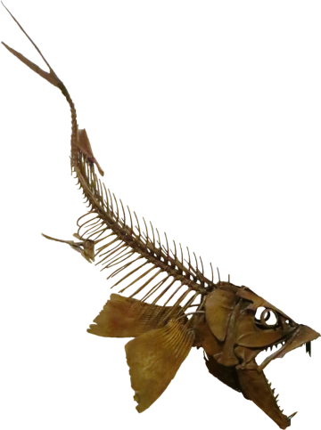 1200px enchodusswimmingdown