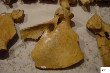 1230589973148458220dsc03237