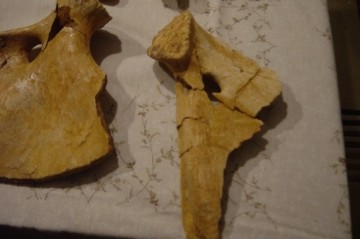 15219351992143569033dsc03238