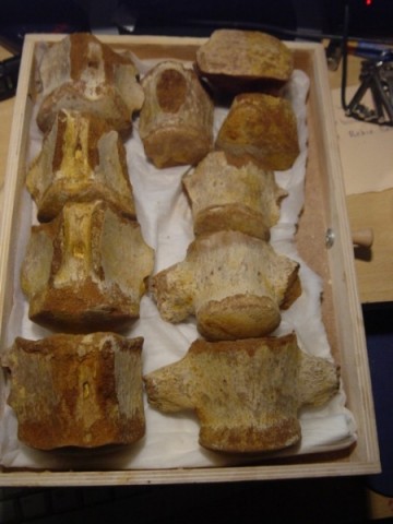 2585791001675113310dsc03218