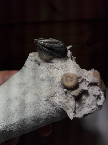 2690404515958356038348733253745725827863960n