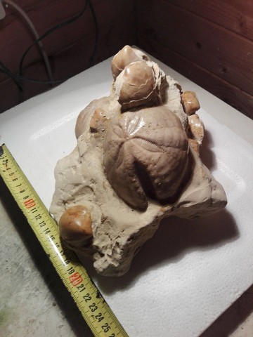 3018002416708834129967581851675528n