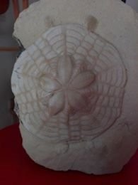 3633598617622391405278514912159576813469696n