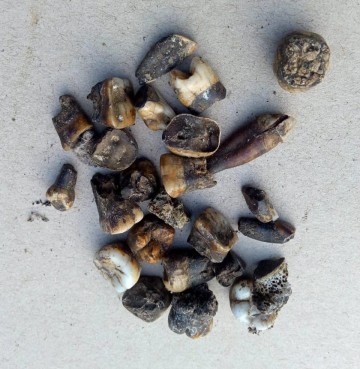 Afbeelding van whatsapp op 2024 04 11 om 1514005bfb8451