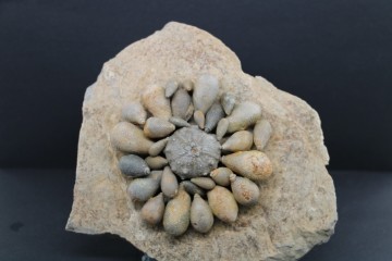 Asterocidaris meandrina 3