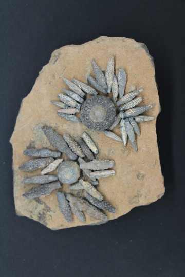 Caenocidaris cucumifera reboulicidaris rebouli 3