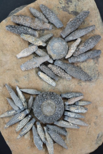 Caenocidaris cucumifera reboulicidaris rebouli