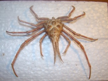 Naxioides mammillata