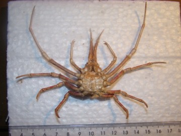 Naxioides mammillata