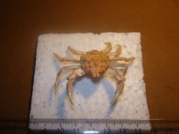 Oxypleurodon nodosus