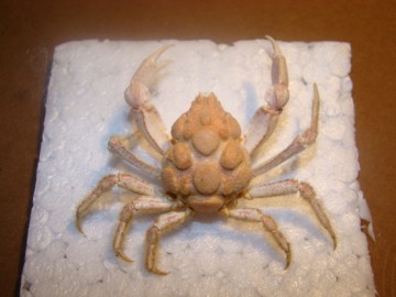 Oxypleurodon nodosus