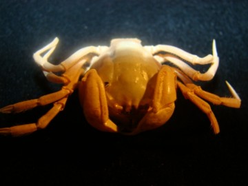 Mictyris brevidactylus