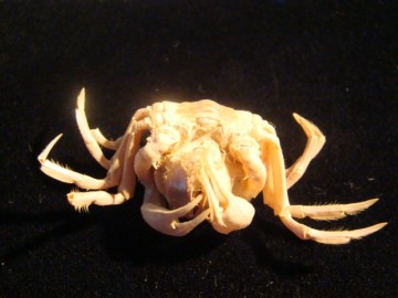 Mictyris brevidactylus