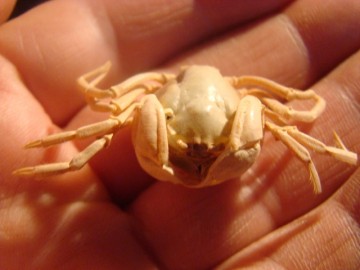 Mictyris brevidactylus