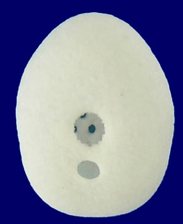 Fibularia japonica (5mm)