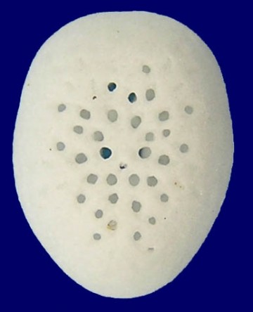 Fibularia japonica (5mm)