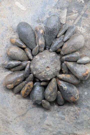 Firmacidaris precincta 4