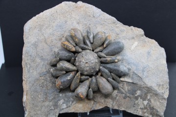 Firmacidaris precincta