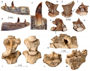 Genus varanus from the southern caucasus armenia georgia
