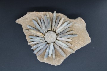 Gymnocidaris koechlini 2