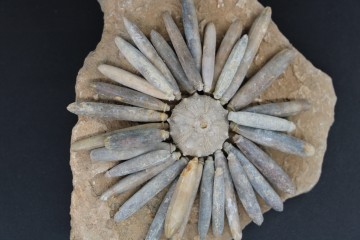 Gymnocidaris koechlini 3