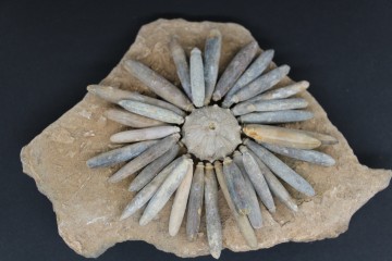 Gymnocidaris koechlini 4