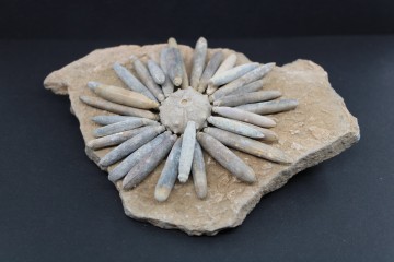 Gymnocidaris koechlini