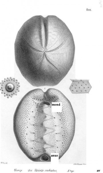 Hemipneustes20striatoradiatus20pl802