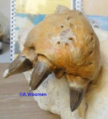 I285415639346333773szw440h440