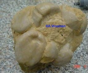 I285415639352395180szw440h440 0