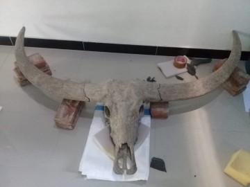 Img 20210206 wa0005 1