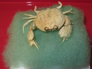 Paracyclois milneedwardsitle