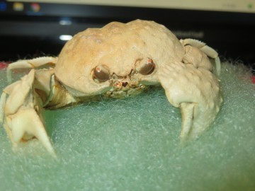 Paracyclois milneedwardsitle