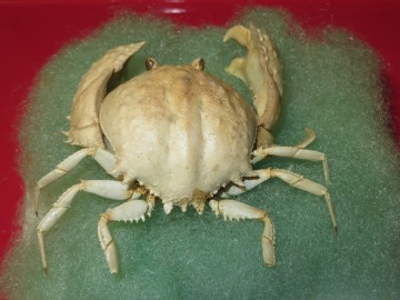 Paracyclois milneedwardsitle