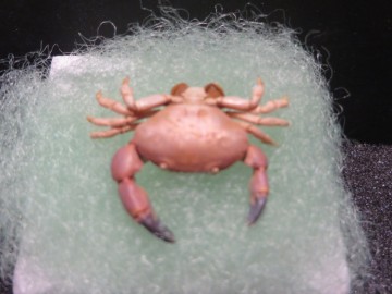 Lachnopodus bidentatus