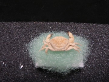 Ladomedaeus fungillus