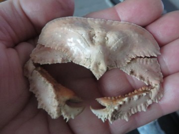 Cryptopodia fornicata