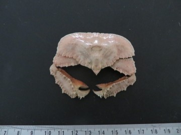 Cryptopodia fornicata