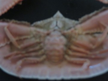 Cryptopodia fornicata