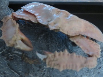 Cryptopodia fornicata