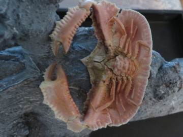 Cryptopodia fornicata