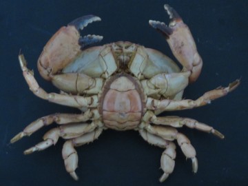 Atergatis integerrimus