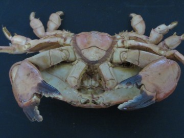 Atergatis integerrimus