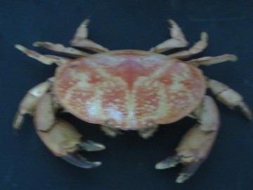 Atergatis integerrimus