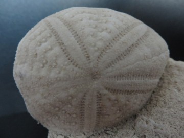 Eupatagus Antillarum