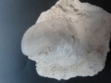 Eupatagus Antillarum