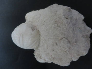 Eupatagus Antillarum