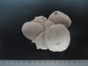 Eupatagus Antillarum