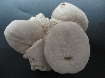 Eupatagus Antillarum